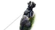 Pet Tracker Realtime GPS Dog Tracking System with Tracking History Reports Size:L