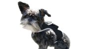 Lightweight Wearable Dog Tracking Device Rechargeable Mini Pet Locator Size:L